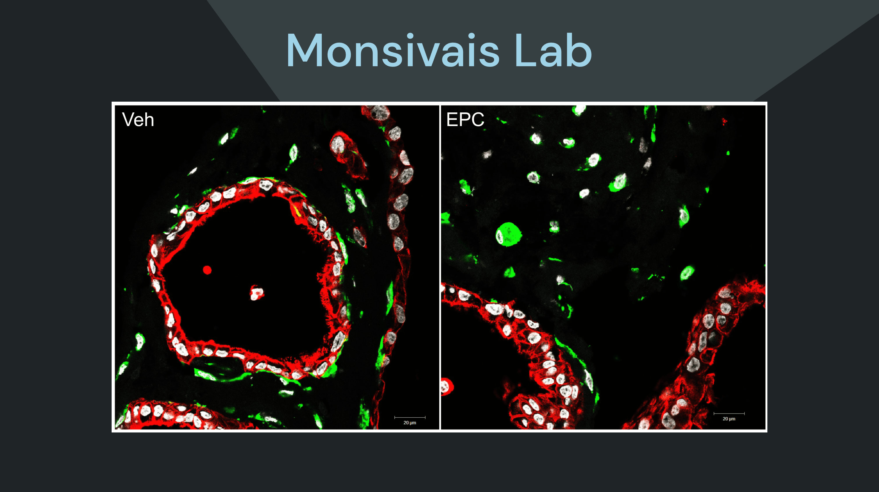 Research imaging from the Monsivais Lab
